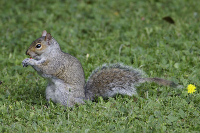 ecureuil gris-1.jpg