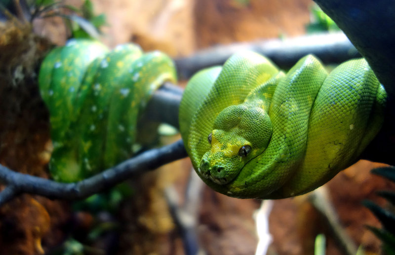 green tree python