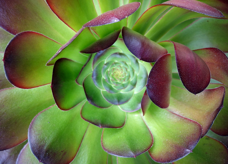 sempervivum