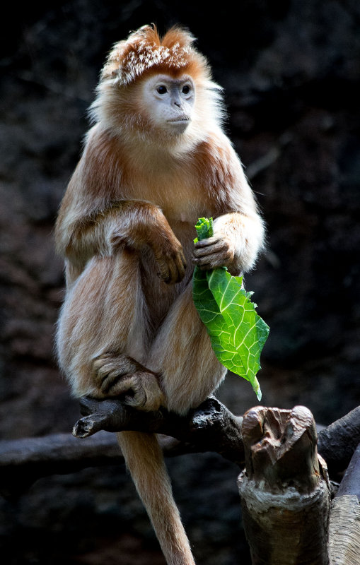 langur monkey