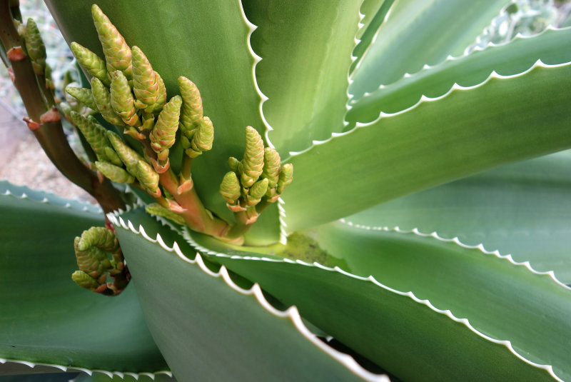 Vahombe aloe