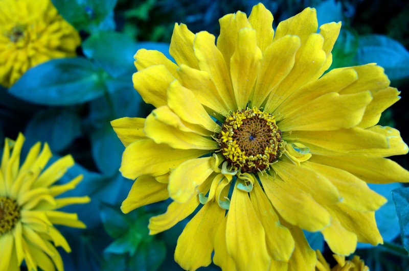 zinnia elegans