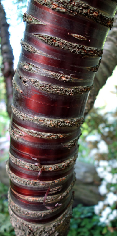 Prunus cerulla (Rosaceae) tree