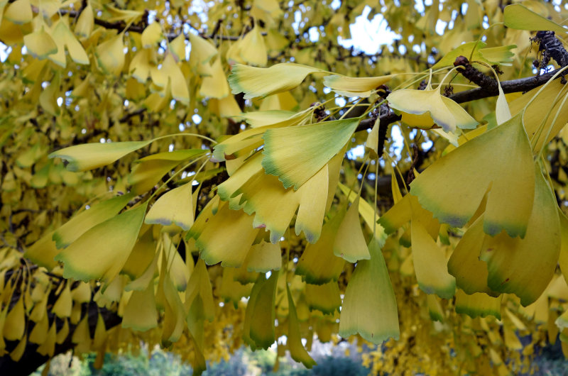 Gingko biloba