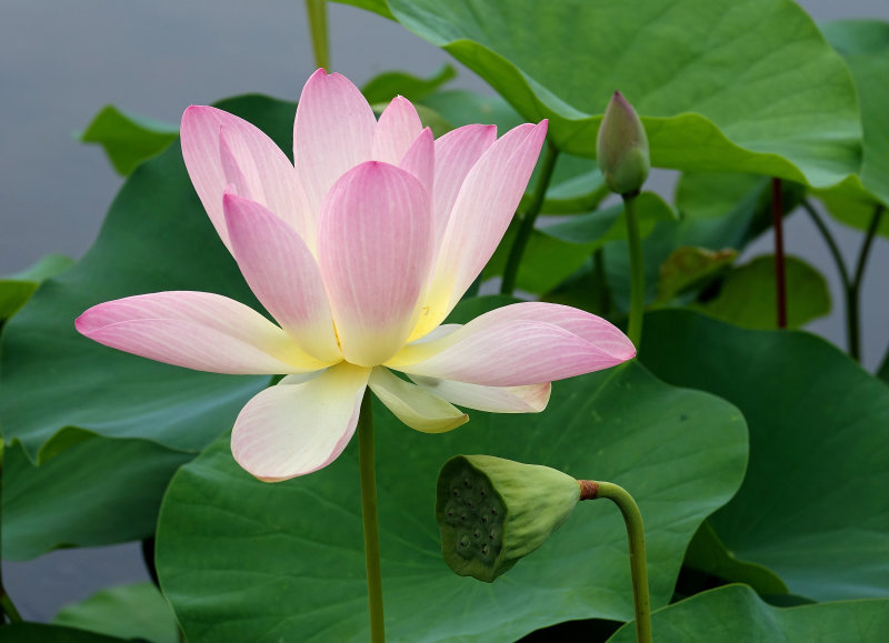 tropical waterlily