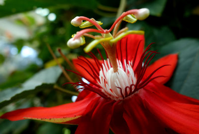 crimson passion flower