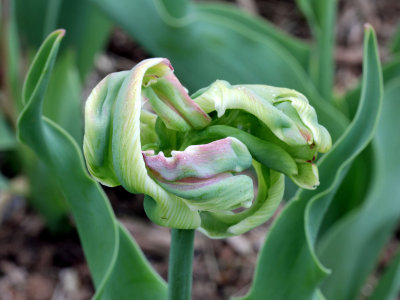 unfolding tulip ET