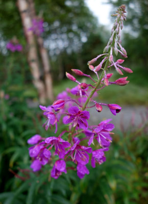 fireweed