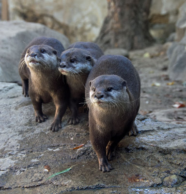 Asian small clawed otter