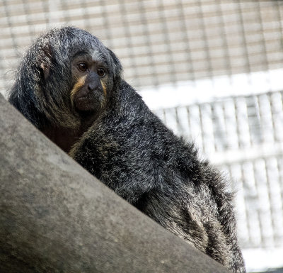 pale-headed saki