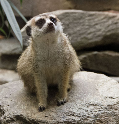 slender-tailed meerkat