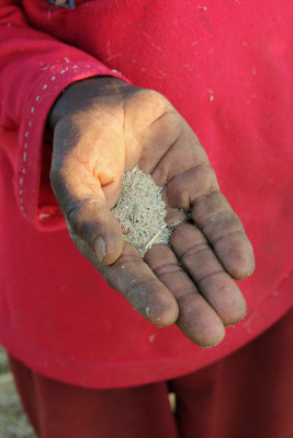 teff grains