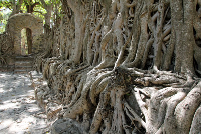 fig tree roots