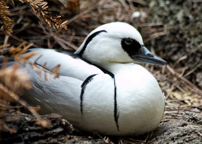 smew