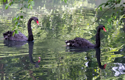 black swans