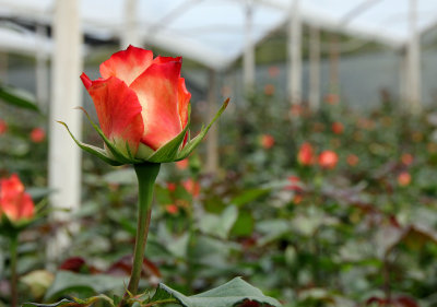rose farm
