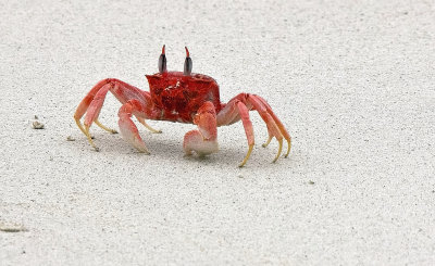 painted ghost crab