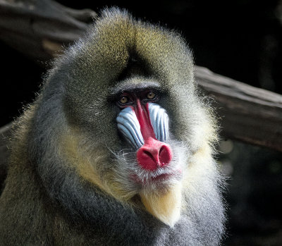 mandrill