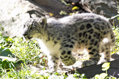 snow leopard cub