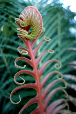 red Brazilian tree fern