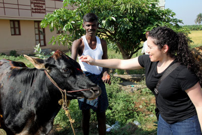 applying Pongol powder