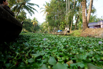 Kerala backwaters