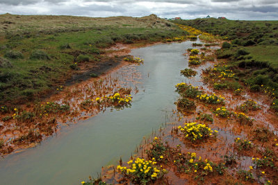 marsh marigolds