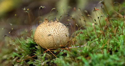 wild mushroom