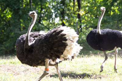 common ostrich