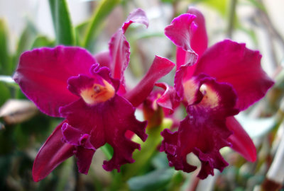 Cattlianthe (Orchid family)