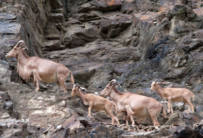 mountain goats