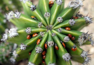 echinobivia with ladybugs