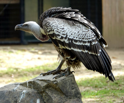 Ruppells Griffon Vulture