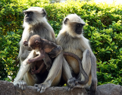 langur monkeys