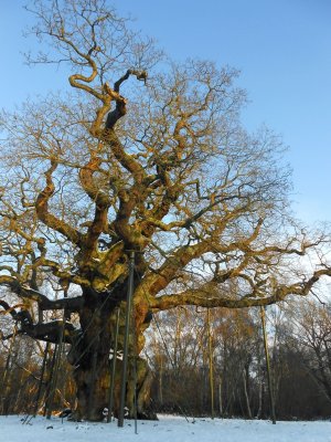 The Major Oak, Sherwood Forest 