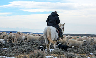 2014-12-12 sheep dogs_0305.jpg