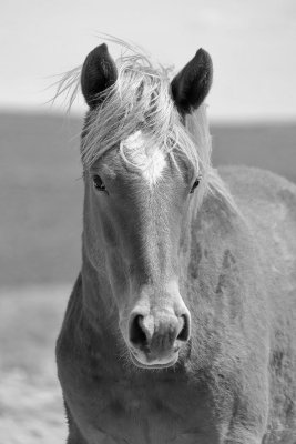 150421_1013 copy.bw.jpg