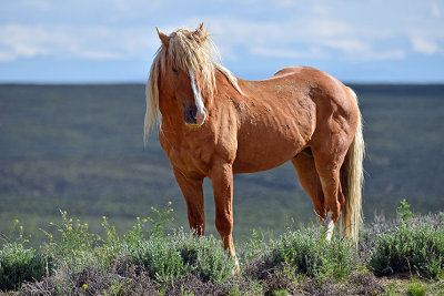 Wild Mustangs - Southwest Wyoming