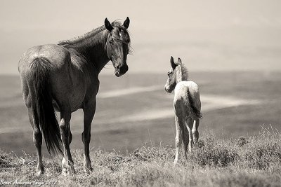 Mustang Foals