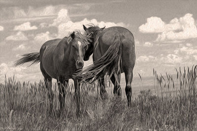 Mustangs: 2011