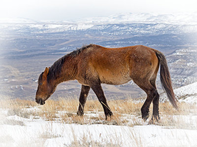 Mustang Winter