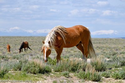 20160531_4906 copy.jpg