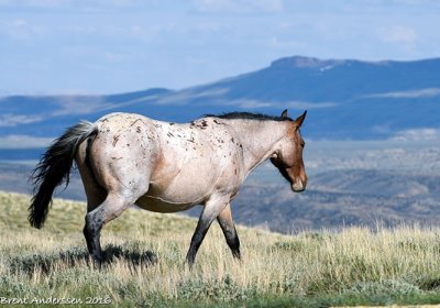 20160531_5062 copy.jpg