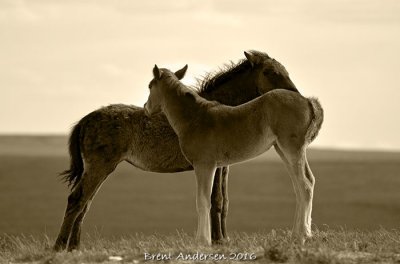 20160602_5546 copy.mono.jpg