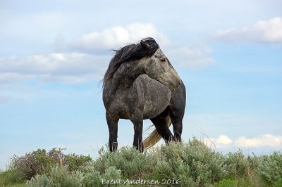 20160602_5758 copy.jpg
