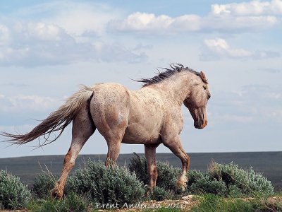 20160602_5874 copy.jpg