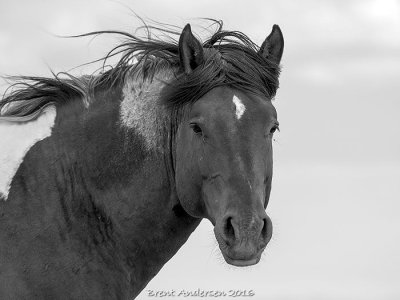 20160602_5766 copy.mono.jpg