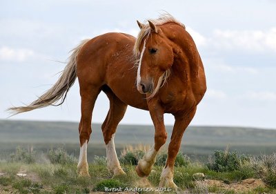 20160602_5695 copy.jpg