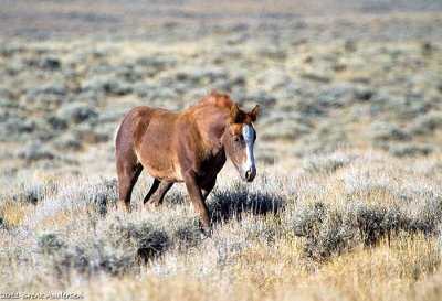 Mustangs 2009 No.2