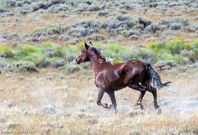 Mustangs 2011 #2